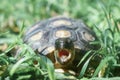 Turtle with its mouth open