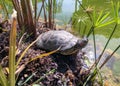 Turtle by the lake.