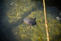 Turtle keeping swim in the lake