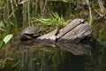 Turtle in lake Royalty Free Stock Photo