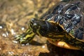 Turtle in a lake coming out of the water Royalty Free Stock Photo