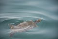 Turtle in lake Kournas fresh water closeup on Crete island, Greece Royalty Free Stock Photo