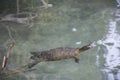 Turtle in lake Kournas fresh water closeup on Crete island, Greece Royalty Free Stock Photo