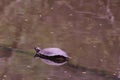 A Turtle on a lake