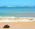 Turtle Laniakea Beach Hawaii Royalty Free Stock Photo