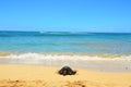 Turtle Laniakea Beach Hawaii Royalty Free Stock Photo