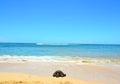 Turtle Laniakea Beach Hawaii Royalty Free Stock Photo