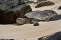 Turtle on Laniakea Beach Oahu Hawaii Royalty Free Stock Photo