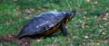 Turtle laying eggs into the ground Royalty Free Stock Photo