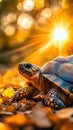 A turtle is laying on the ground in front of a bright sun Royalty Free Stock Photo