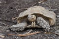 A turtle is laying on the ground Royalty Free Stock Photo