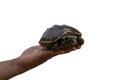 turtle laying on man& x27;s hand Royalty Free Stock Photo