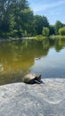 a turtle that is laying on some rocks by water with trees Royalty Free Stock Photo