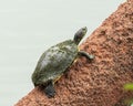 Turtle in Leonhardt Lagoon in Fair Park in Dallas, Texas. Royalty Free Stock Photo