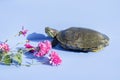 on a blue background lies a red-eared turtle. nearby flowers Royalty Free Stock Photo