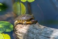 A turtle lies still on a tree trunk Royalty Free Stock Photo