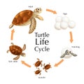Turtle Life Cycle Set