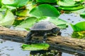 Turtle Lily Pads Juanita Bay Park Lake Washington Kirkland Washiington Royalty Free Stock Photo