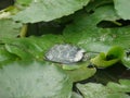 Turtle on lily pads in pond Royalty Free Stock Photo