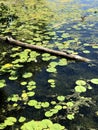 Turtle and Lily Pads Royalty Free Stock Photo