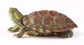 Turtle Royalty Free Stock Photo