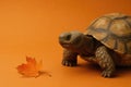 A turtle looks at a fallen autumn leaf. Space for text. Royalty Free Stock Photo