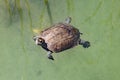 Turtle looks at me as he swims by. He hopes I might throw him some food. Taken near Dalyan in Turkey