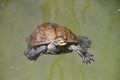 Turtle looks at me as he swims by. He hopes I might throw him some food. Taken near Dalyan in Turkey