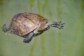 Turtle looks at me as he swims by. He hopes I might throw him some food. Taken near Dalyan in Turkey