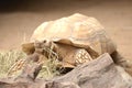 Turtle in Loro Park in Puerto de la Cruz on Tenerife, Canary Islands