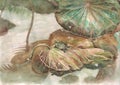 Turtle and lotus leaves watercolor painting