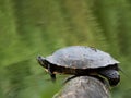 Funny, relaxing Turtle