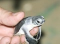 Turtle in man hand. Royalty Free Stock Photo