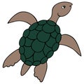 Turtle. Marine reptile with shell. Ocean dweller. Colored vector illustration. White isolated background. Cartoon style.