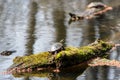 Turtle on a mossy log looks back in the sun