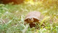 Turtle moving on fresh green grass to the camera
