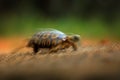 Turtle moving, panning. Leopard tortoise, Stigmochelys pardalis, on the orange gravel road. Turtle in the green forest habitat,