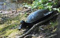 Turtle in natural environment
