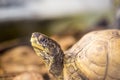 Turtle Royalty Free Stock Photo