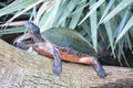 Turtle at a Nature Preserve in Florida