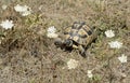 Turtle in nature on Sinemorec Bulgaria august 2016 Royalty Free Stock Photo