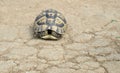 Turtle in nature on Sinemorec Bulgaria august 2016 Royalty Free Stock Photo