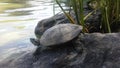 Turtle near Turtle Pond in Summer in Central Park. Royalty Free Stock Photo