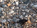 Turtle new born baby is moving by beach to water Royalty Free Stock Photo