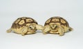Turtle Newborn sulcata Royalty Free Stock Photo