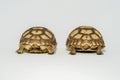 Turtle Newborn sulcata Royalty Free Stock Photo