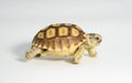 Turtle Newborn sulcata Royalty Free Stock Photo