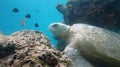 Turtle in the ocean Royalty Free Stock Photo