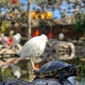 Turtle in oceanografic Valencia Royalty Free Stock Photo