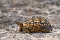 Turtle from Okavango. Leopard tortoise, Stigmochelys pardalis, on the orange gravel road. Turtle in the green forest habitat, Royalty Free Stock Photo